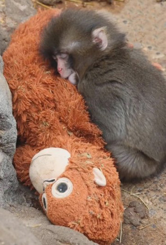 Про мем «Одинокая обезьянка Панч» Про мем «Одинокая обезьянка Панч»