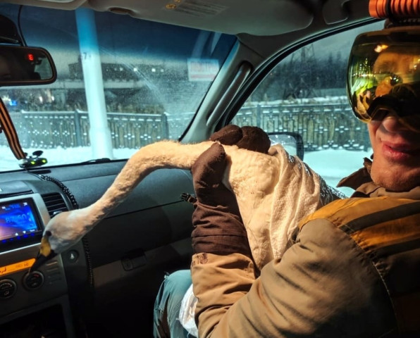 Птичку жалко: в Сургутском районе лебедь вышел к людям и сам попросил о помощи Птичку жалко: в Сургутском районе лебедь вышел к людям и сам попросил о помощи