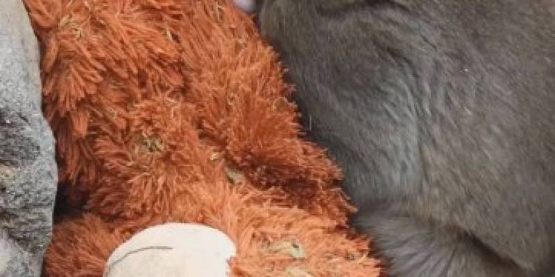 ​Про мем &laquo;Одинокая обезьянка Панч&raquo;