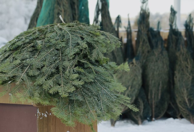 И вот она нарядная в мусорке лежит: как правильно утилизировать новогодние елки И вот она нарядная в мусорке лежит: как правильно утилизировать новогодние елки