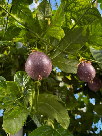 Школьники из Нефтеюганского района выращивают маракуйю, ананасы, драконий фрукт и другое