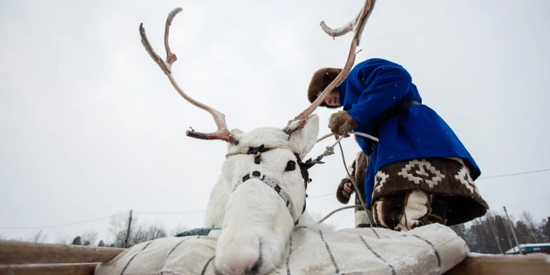 Запрягаем оленей: лучшие каюры поборются за Кубок губернатора Югры на Дне оленевода