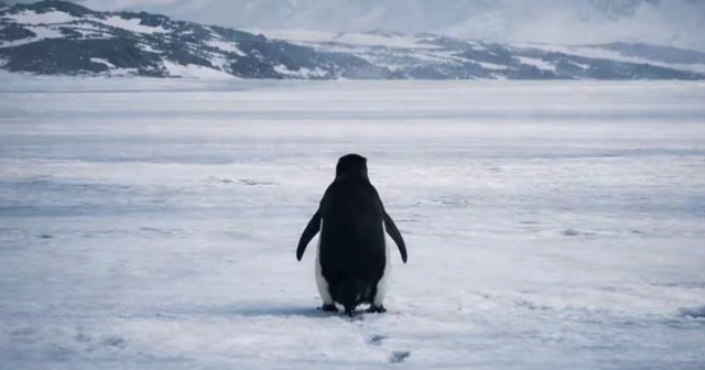 ​Рассказываем про интернет-мем &laquo;Пингвин &ndash; нигилист&raquo;