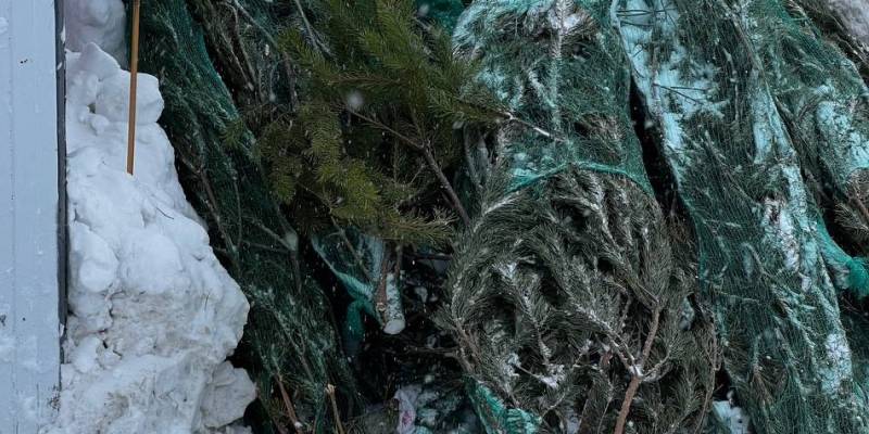 ​Что же делать, елки-палки: финал праздника, или как в Сургутском районе дают деревьям второй шанс