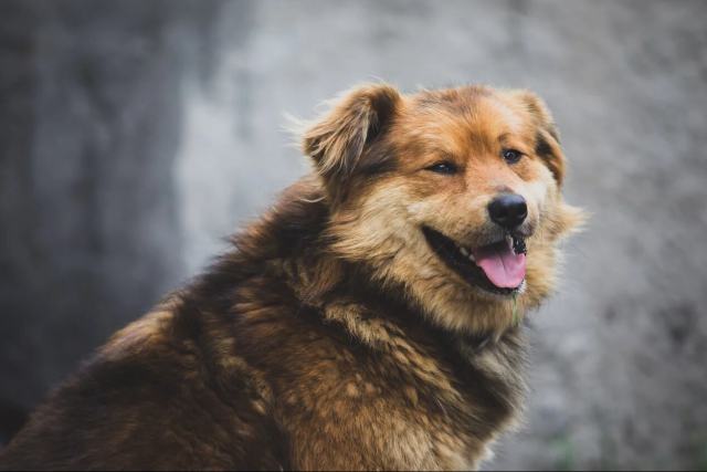 ​Шарики и Бобики: нашелся бродячий пес во дворе Сургутского района &ndash; знайте, куда звонить