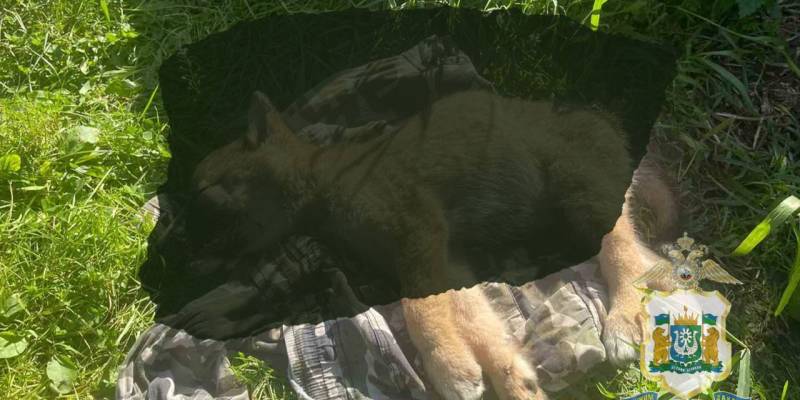 В Югре пенсионер забил до смерти щенка