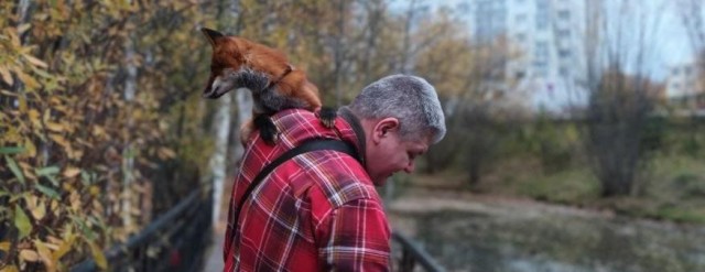 Сургутянин купил лису, чтобы из нее не сшили воротник Сургутянин купил лису, чтобы из нее не сшили воротник