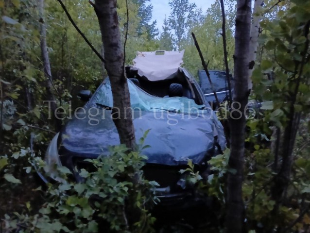 На трассе в ХМАО водитель иномарки насмерть сбил лося На трассе в ХМАО водитель иномарки насмерть сбил лося
