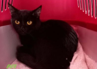 Живодер выкинул котенка в мусорный бак в Нижневартовске: животное мучилось в закрытом рюкзаке