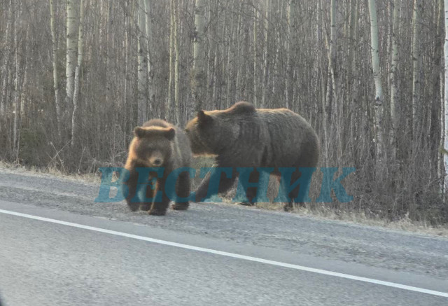 ​Медведица с медвежонком окружили машину на трассе в ХМАО