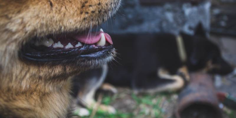 Хозяин застреленного и брошенного в Сургуте пса рассказал свою версию событий