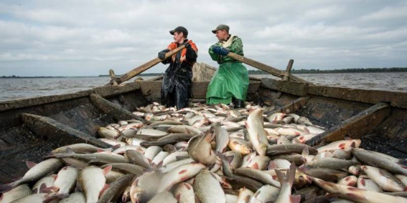У скандально известного рыбокомбината ХМАО нашли нарушений почти в миллиард рублей