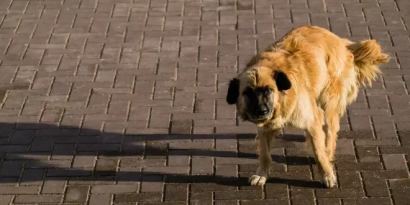 Бездомная собака напала на мальчика в Нижневартовске