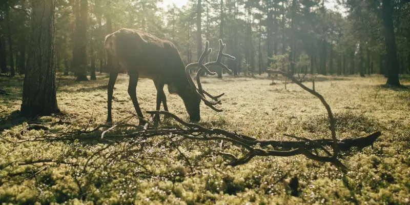 ​Огромный лось попал в фотоловушку в парке ХМАО