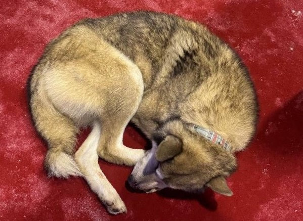 ​Истощенный пес нашел хозяина благодаря кинофестивалю &laquo;Дух огня&raquo; в ХМАО