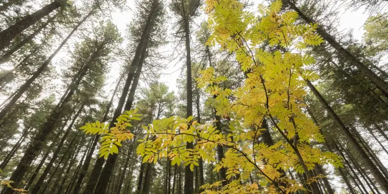 Пик активности клещей снова начался в ХМАО из-за аномального тепла Пик активности клещей снова начался в ХМАО из-за аномального тепла
