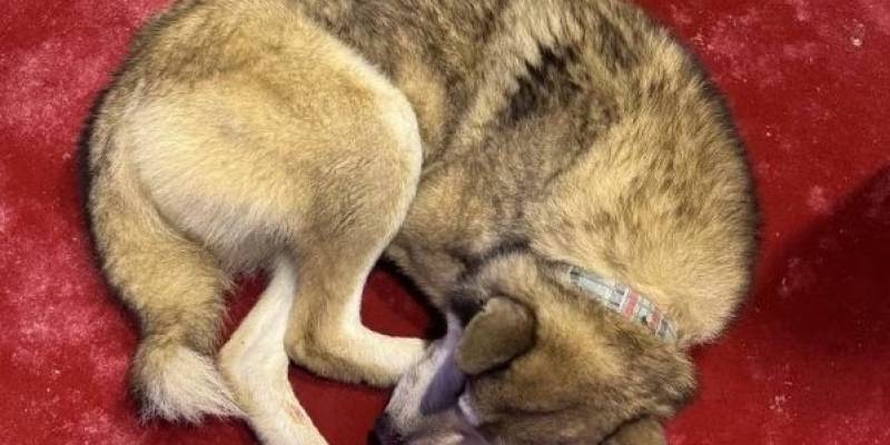 ​Истощенный пес нашел хозяина благодаря кинофестивалю &laquo;Дух огня&raquo; в ХМАО