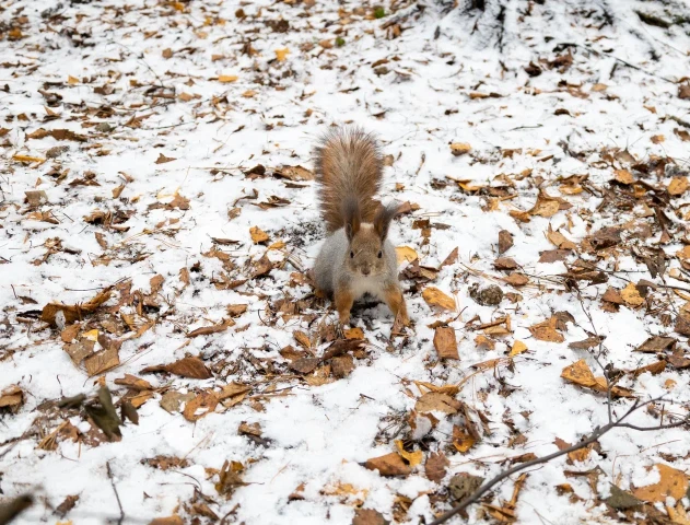 Кормушки-дворцы для белок за миллион рублей установили в Сургуте Кормушки-дворцы для белок за миллион рублей установили в Сургуте
