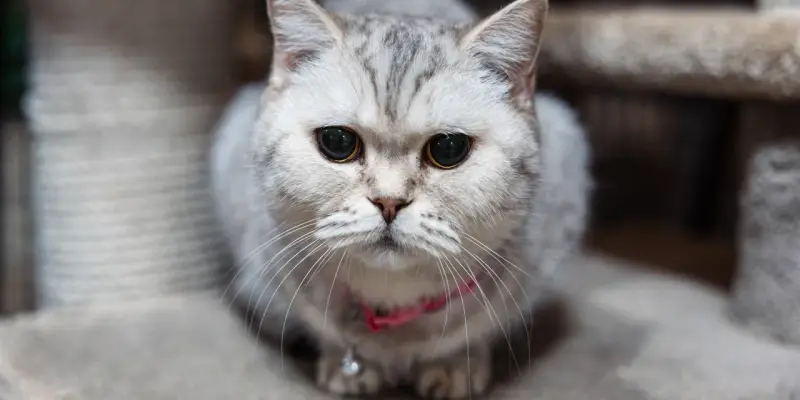 ​Помощь у зоопсихологов все чаще просят жители ХМАО