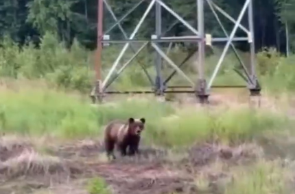 ​Маленький мишка гуляет у трассы в ХМАО. Видео