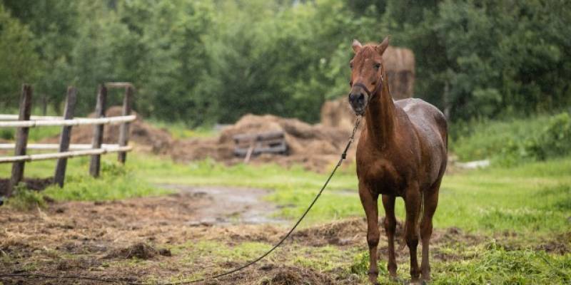 ​В ХМАО хозяйки лошадей вынуждены скрывать свои лица из-за гнева народа