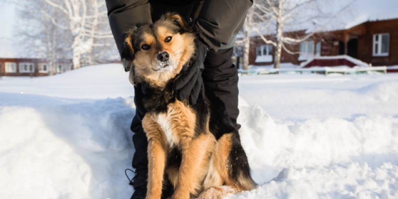 ​Массово отстреливают и увозят в неизвестном направлении собак в городе ХМАО