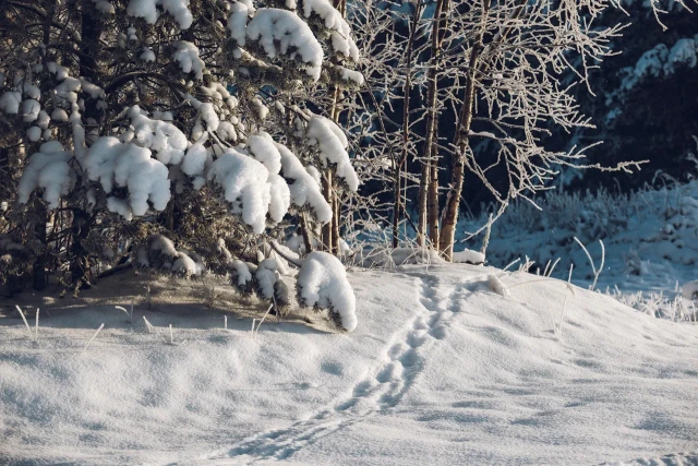 ​Найденные мертвыми друзья из ХМАО скончались в лесу от холода