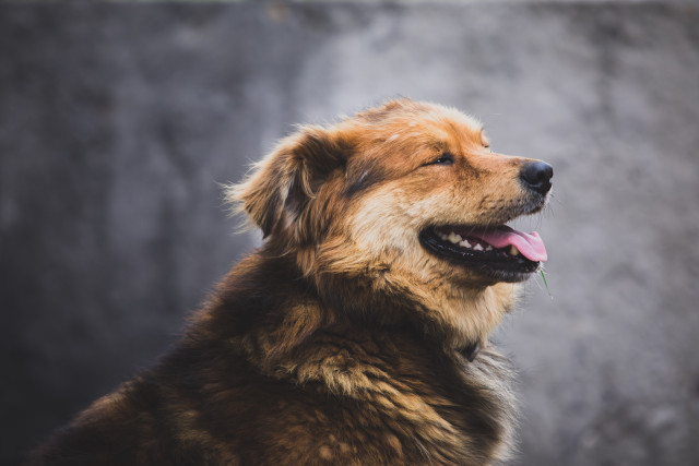 Бастрыкин поручил возбудить уголовное дело после нападения собак на детей в Нижневартовске Бастрыкин поручил возбудить уголовное дело после нападения собак на детей в Нижневартовске