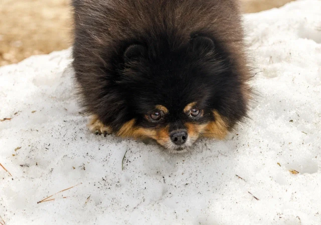 ​Замерзающего на трассе шпица спасли полицейские в ХМАО