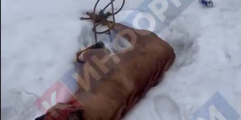 ​Живодеры убили собаку выстрелом в голову и выбросили под Сургутом