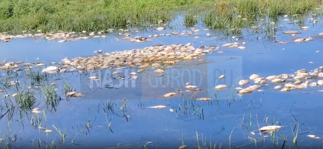Мертвая рыба движется из Тюменской области в ХМАО