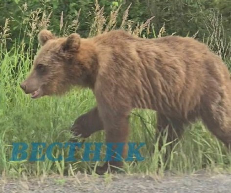От медведя до лисы: целый зоопарк встретил житель ХМАО рядом с Угутом. ВИДЕО