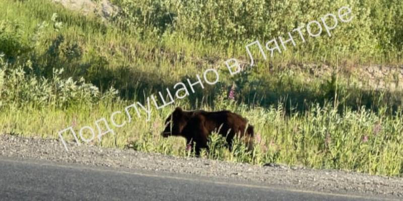 В ХМАО <em>собаки</em> на трассе устроили погоню за медведем. Видео