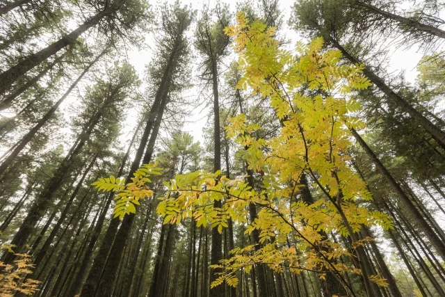 ​Пик активности клещей снова начался в ХМАО из-за аномального тепла