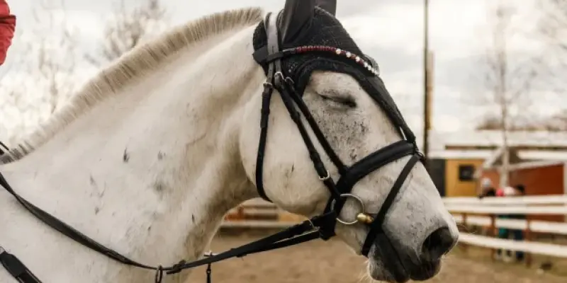 Одичавшие лошади обглодали машину в деревне ХМАО