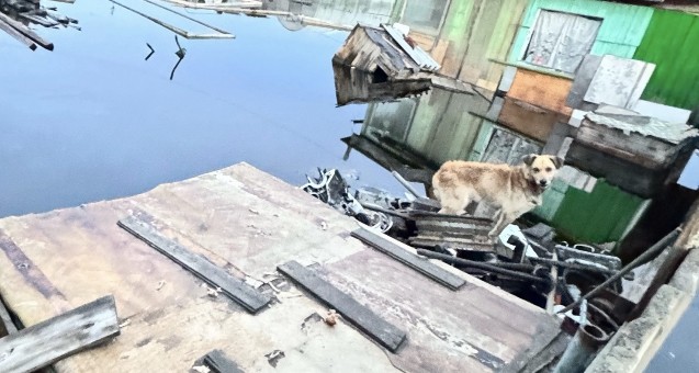 В Нижневартовске тонут собаки, которых бросили хозяева на затопленных участках