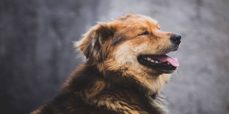 ​Бастрыкин поручил возбудить уголовное дело после <em>нападения</em> <em>собак</em> на детей в Нижневартовске