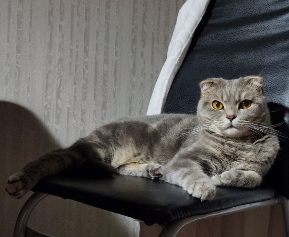 Животные страсти: жители Сургута часами стоят в очереди на прием к специальному дерматологу Животные страсти: жители Сургута часами стоят в очереди на прием к специальному дерматологу