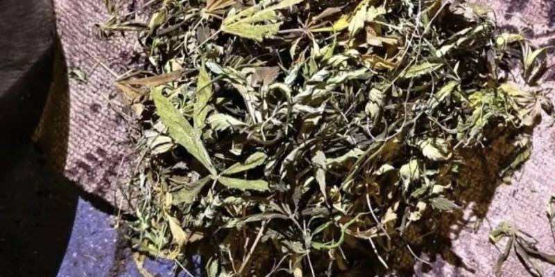 ​Мужчина выращивал наркосодержащее растение на собственной даче в ХМАО