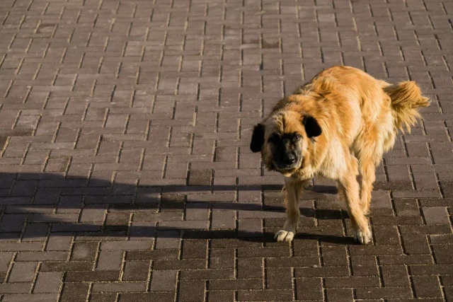 Бездомная собака напала на мальчика в Нижневартовске Бездомная собака напала на мальчика в Нижневартовске