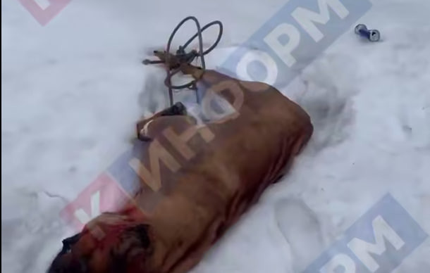 ​Живодеры убили собаку выстрелом в голову и выбросили под Сургутом