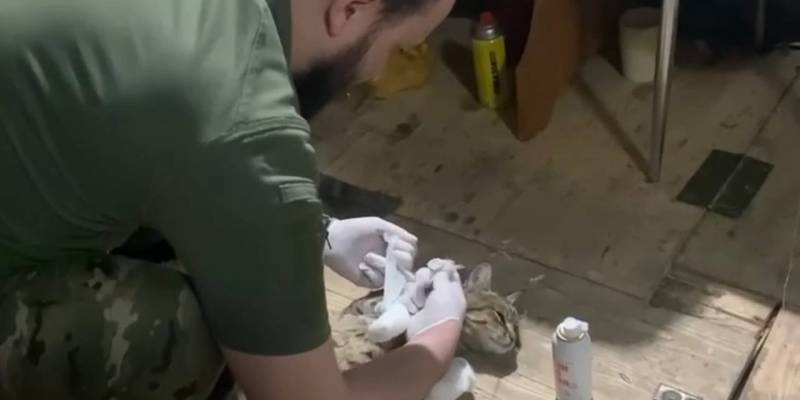 Боец из ХМАО спас на передовой кота, которого ранило взрывом. Видео