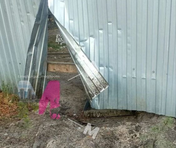 Медведь каждый день приходит к дачникам за рыбой и гусями в Сургуте Медведь каждый день приходит к дачникам за рыбой и гусями в Сургуте