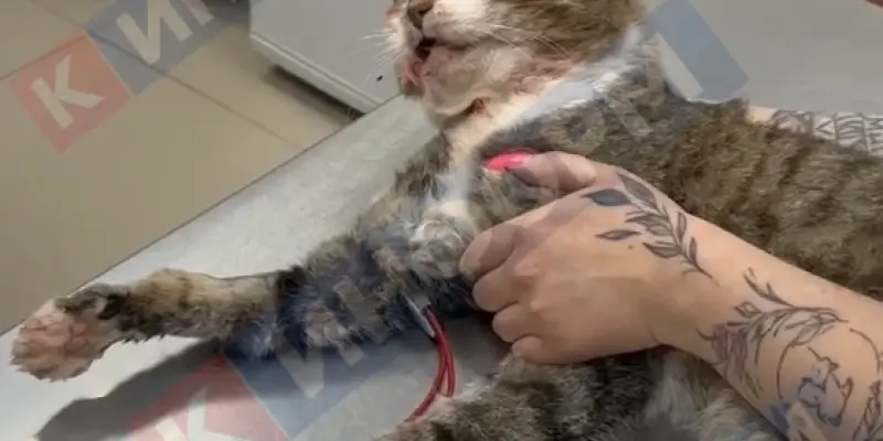 ​Жестоко избили кота и выкинули на мусорку живодеры в Сургуте