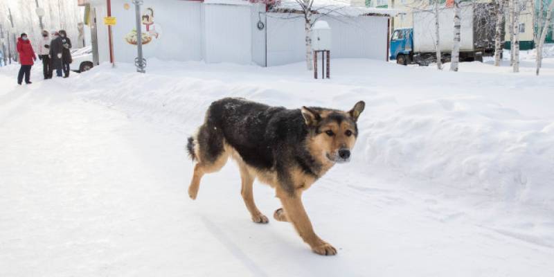 Петарды во рту собаки взорвали подростки-живодеры в ХМАО
