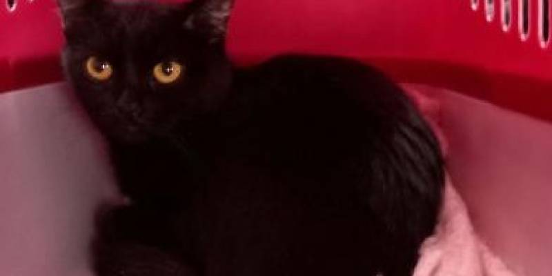 Живодер выкинул котенка в мусорный бак в Нижневартовске: животное мучилось в закрытом рюкзаке