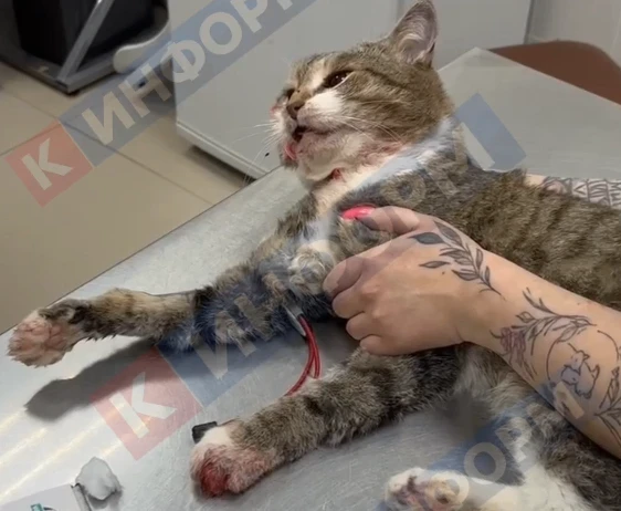 ​Жестоко избили кота и выкинули на мусорку живодеры в Сургуте