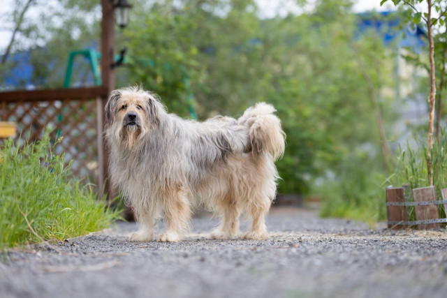 Бездомную собаку из Сургута номинировали на международную премию за помощь бойцам СВО