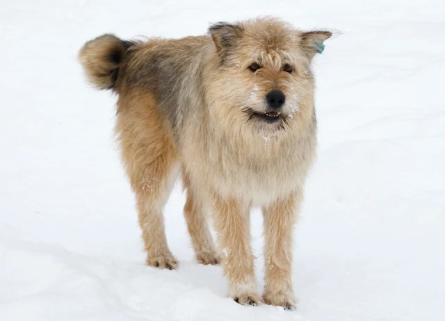 Живодер из ХМАО выбросил кота в мешке на улицу. Собаки растерзали животное Живодер из ХМАО выбросил кота в мешке на улицу. Собаки растерзали животное