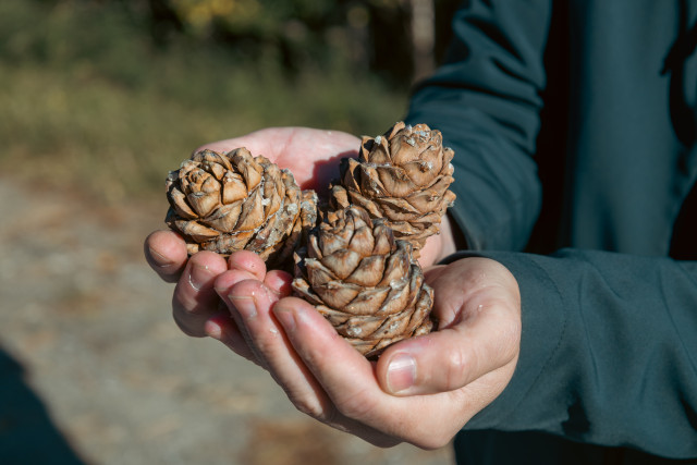 Штрафы для шишкарей-нелегалов увеличили в ХМАО Штрафы для шишкарей-нелегалов увеличили в ХМАО